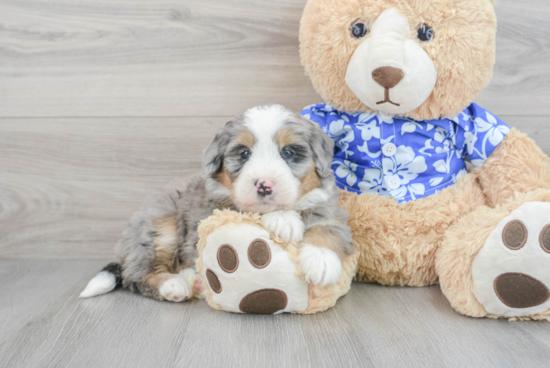 Best Mini Bernedoodle Baby