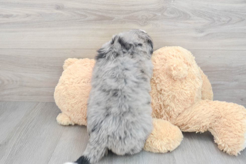 Best Mini Bernedoodle Baby