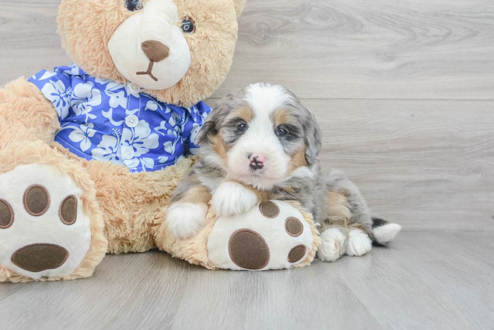 Mini Bernedoodle Puppy for Adoption