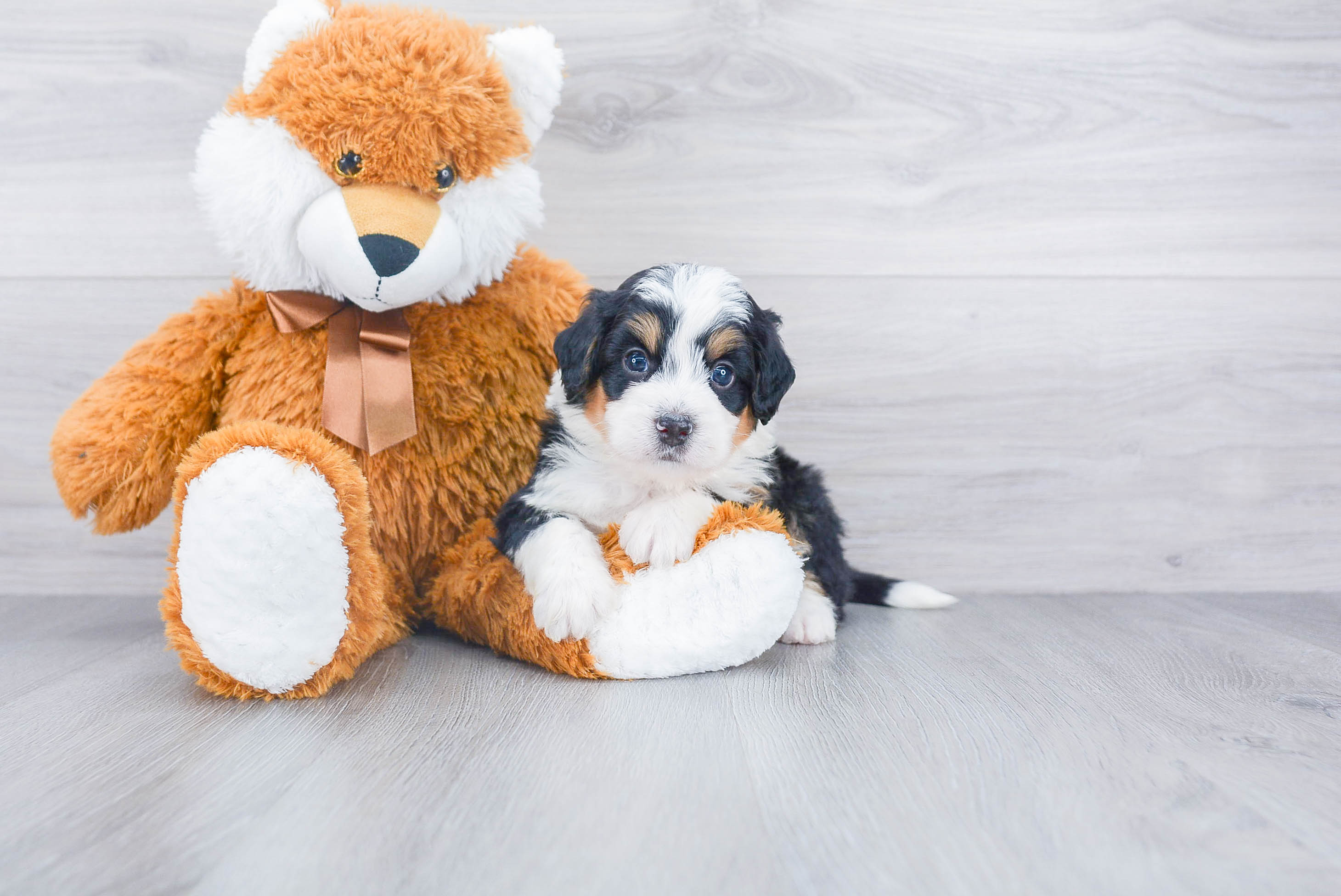 Petite Mini Bernedoodle Poodle Mix Pup