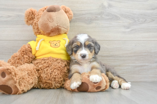 Mini Bernedoodle Pup Being Cute