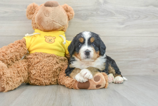 Adorable Bernadoodle Poodle Mix Puppy