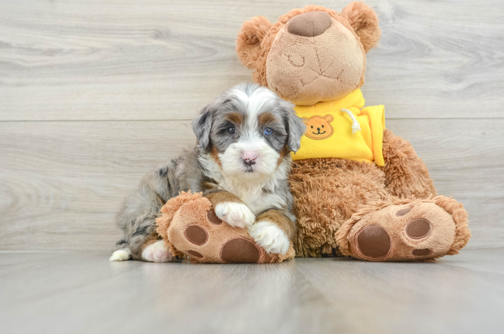 6 week old Mini Bernedoodle Puppy For Sale - Premier Pups