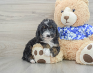 7 week old Mini Bernedoodle Puppy For Sale - Premier Pups