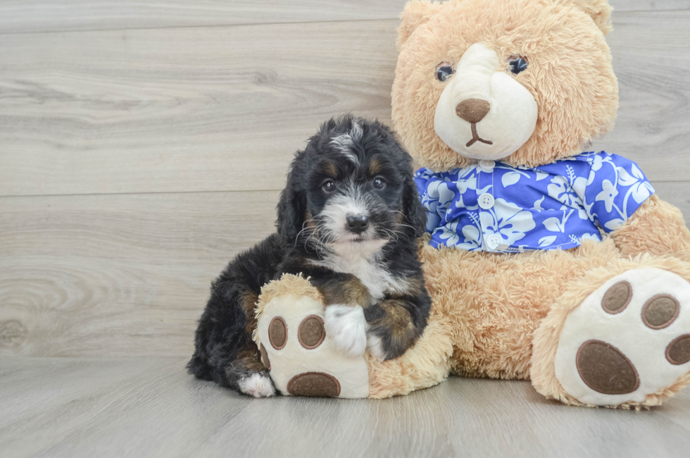 7 week old Mini Bernedoodle Puppy For Sale - Premier Pups