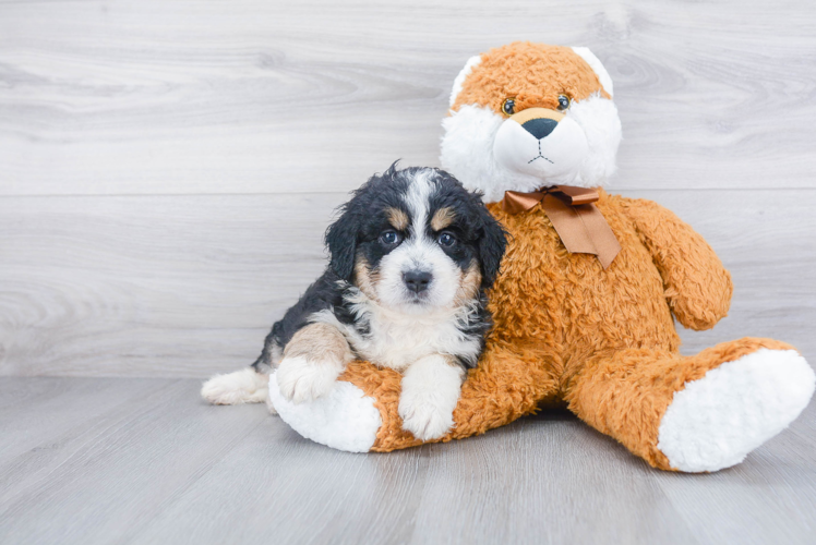 Small Mini Bernedoodle Baby