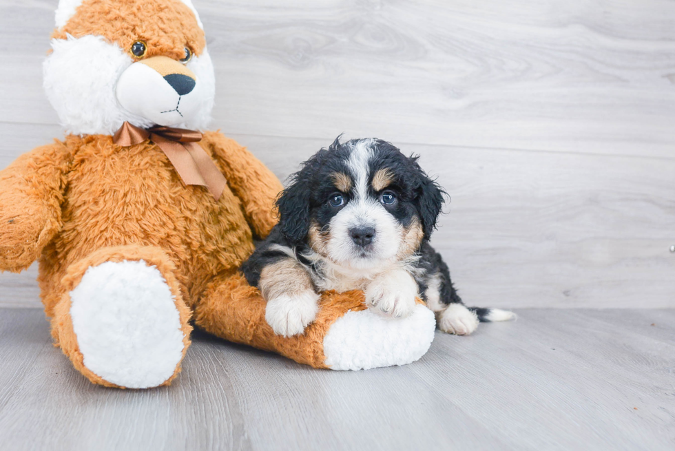 Playful Mini Berniedoodle Poodle Mix Puppy