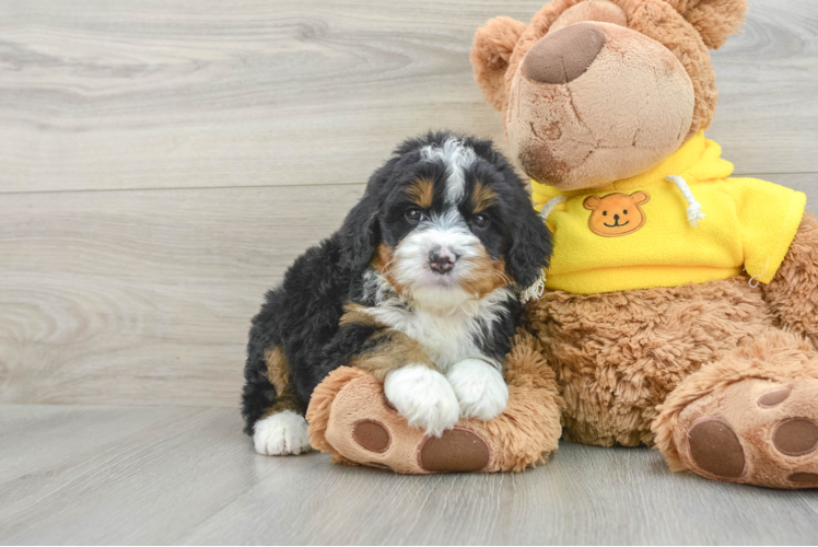 Energetic Mini Bernesepoo Poodle Mix Puppy