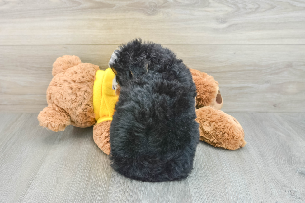 Happy Mini Bernedoodle Baby