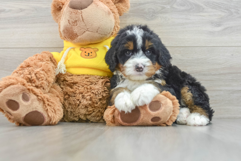 Mini Bernedoodle Puppy for Adoption