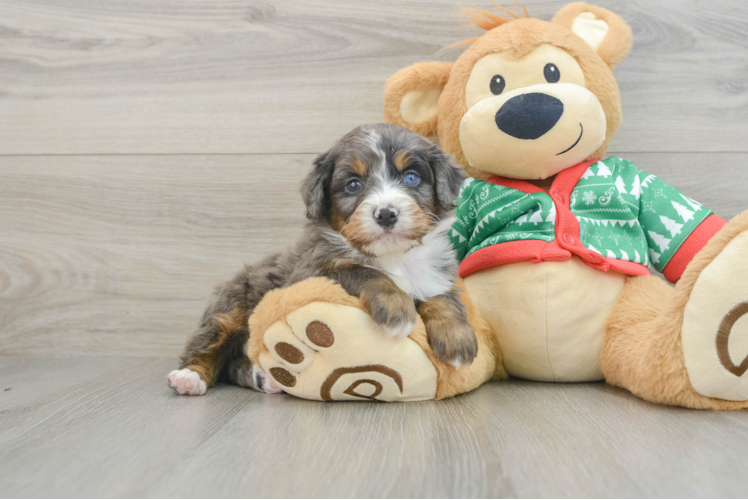 Friendly Mini Bernedoodle Baby