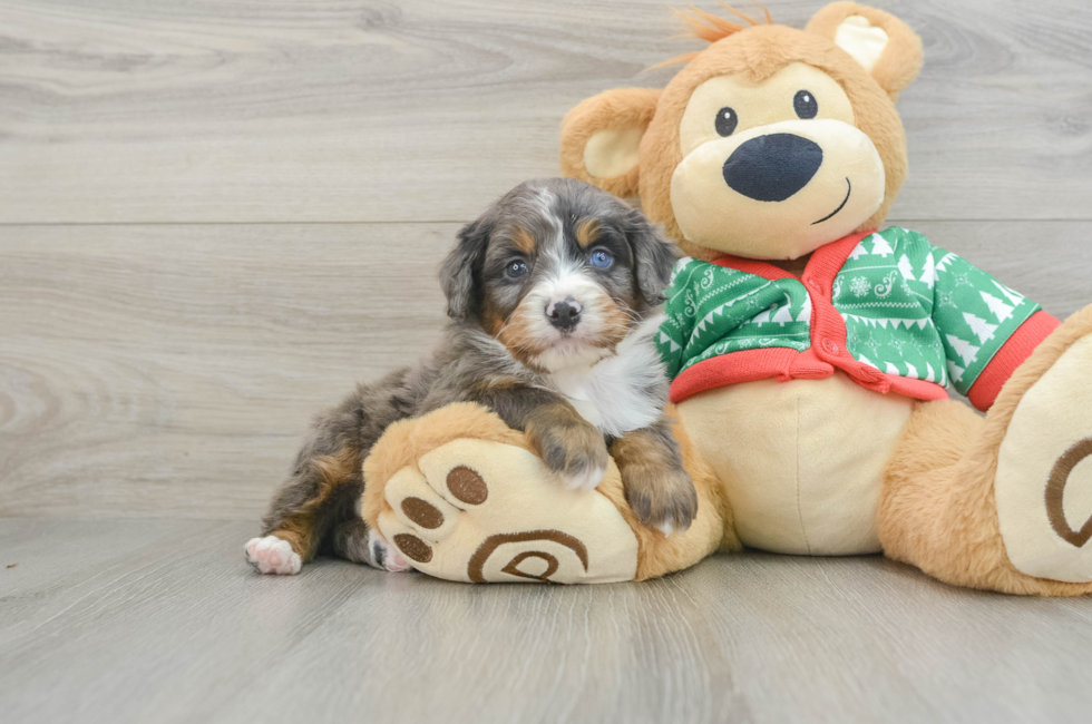 4 week old Mini Bernedoodle Puppy For Sale - Premier Pups