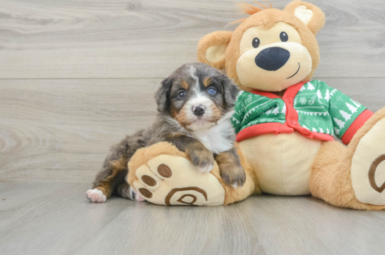 Friendly Mini Bernedoodle Baby