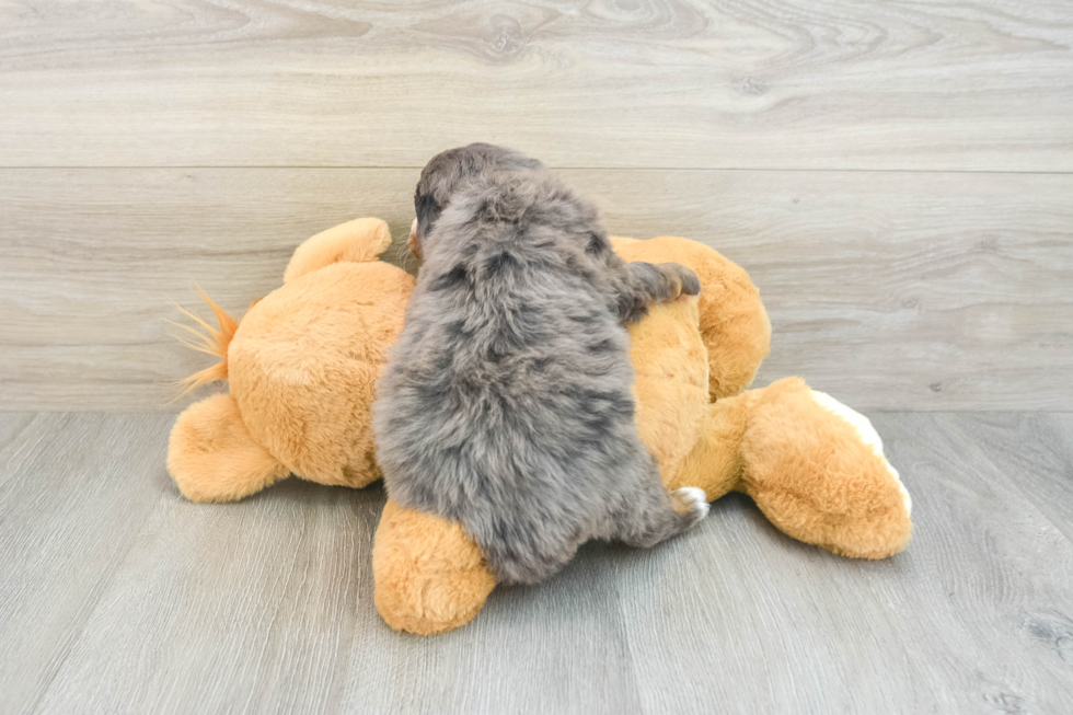 Happy Mini Bernedoodle Baby