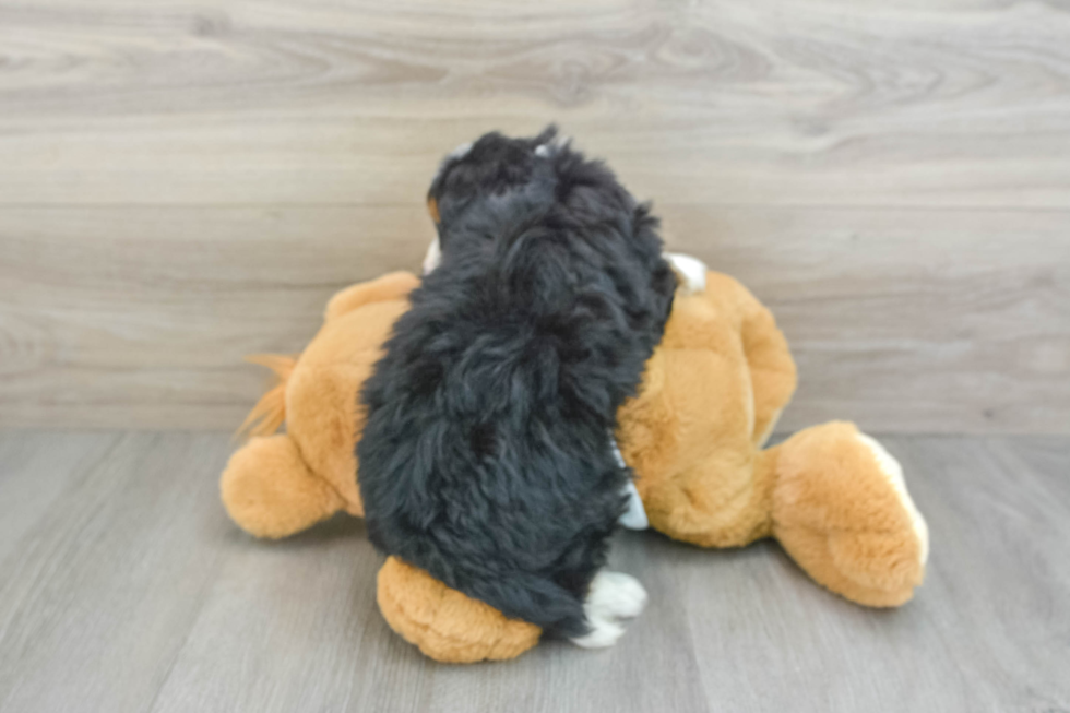 Playful Mini Bernesepoo Poodle Mix Puppy