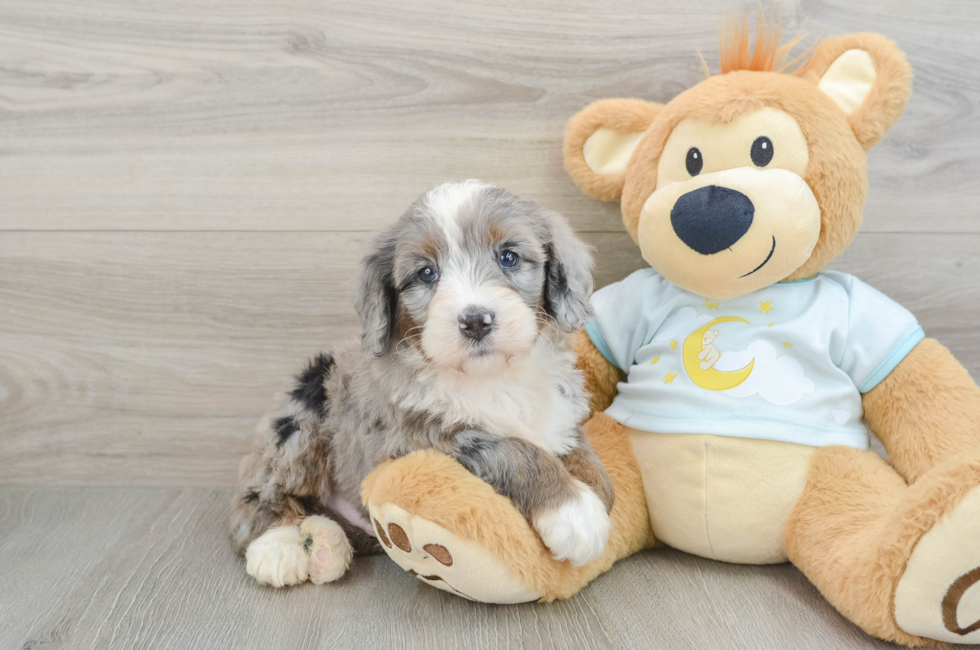 6 week old Mini Bernedoodle Puppy For Sale - Premier Pups