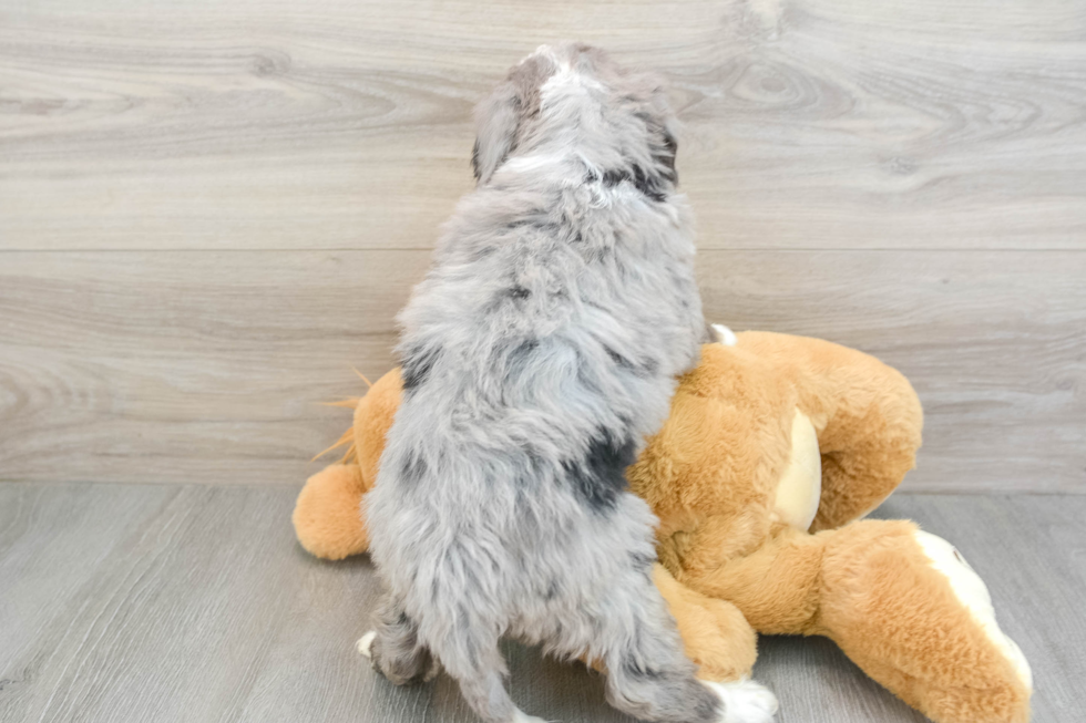 Happy Mini Bernedoodle Baby