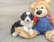 7 week old Mini Bernedoodle Puppy For Sale - Premier Pups
