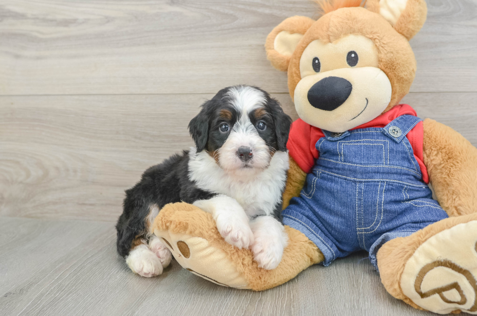 5 week old Mini Bernedoodle Puppy For Sale - Premier Pups