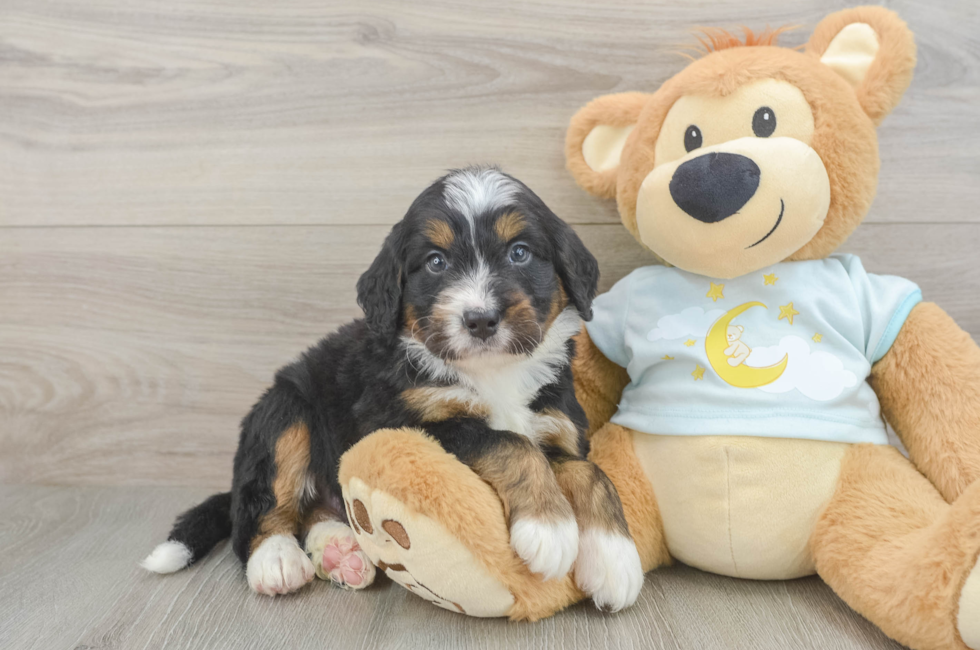 5 week old Mini Bernedoodle Puppy For Sale - Premier Pups