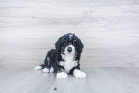 Mini Bernedoodle Puppy for Adoption