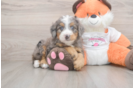 Friendly Mini Bernedoodle Baby