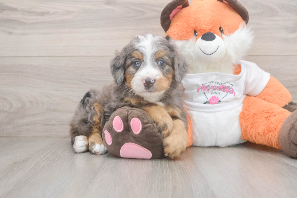 Friendly Mini Bernedoodle Baby
