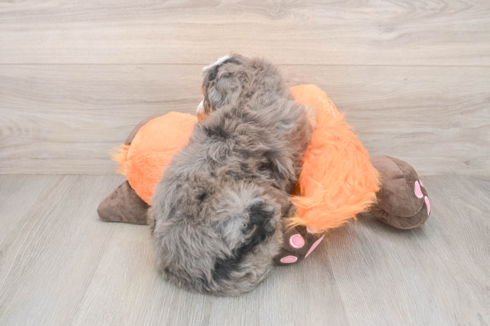 Cute Mini Bernedoodle Baby