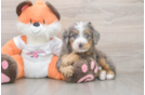 Small Mini Bernedoodle Baby