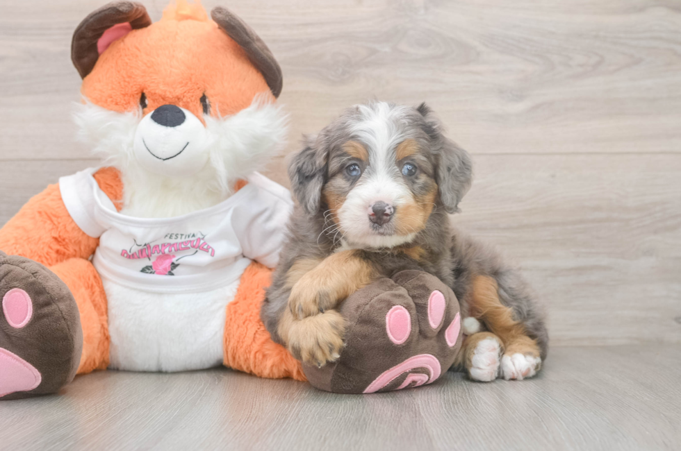 5 week old Mini Bernedoodle Puppy For Sale - Premier Pups