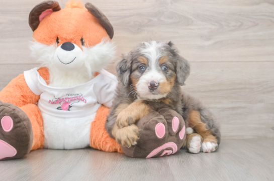 Small Mini Bernedoodle Baby