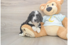 Best Mini Bernedoodle Baby