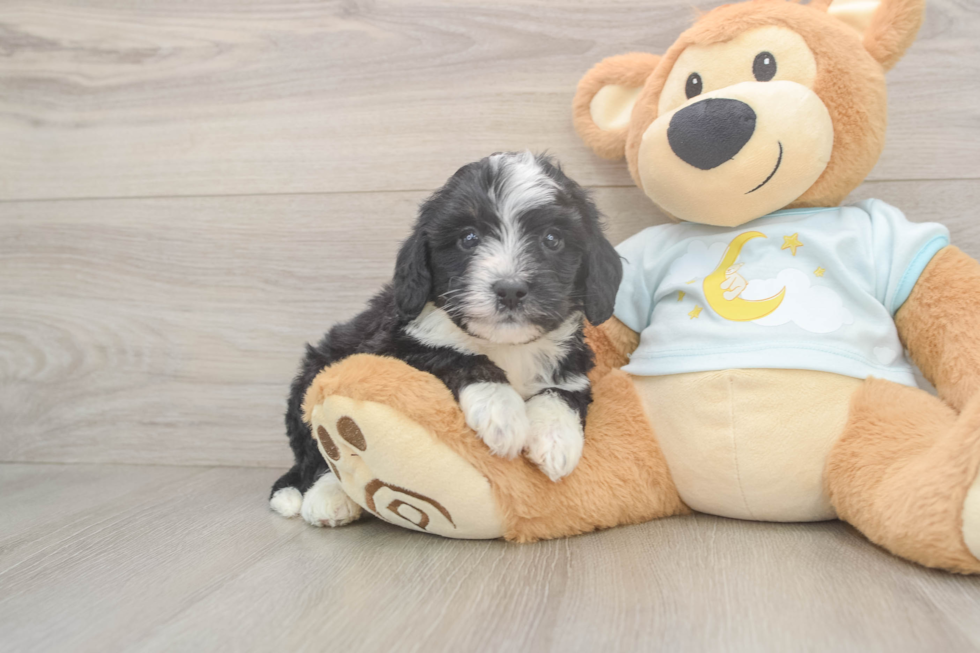 Best Mini Bernedoodle Baby