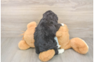 Small Mini Bernedoodle Baby