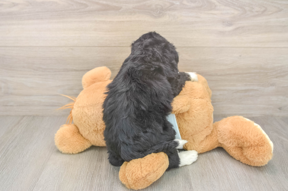 Small Mini Bernedoodle Baby