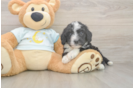 Mini Bernedoodle Puppy for Adoption