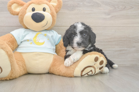Mini Bernedoodle Puppy for Adoption