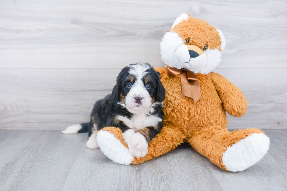 Best Mini Bernedoodle Baby