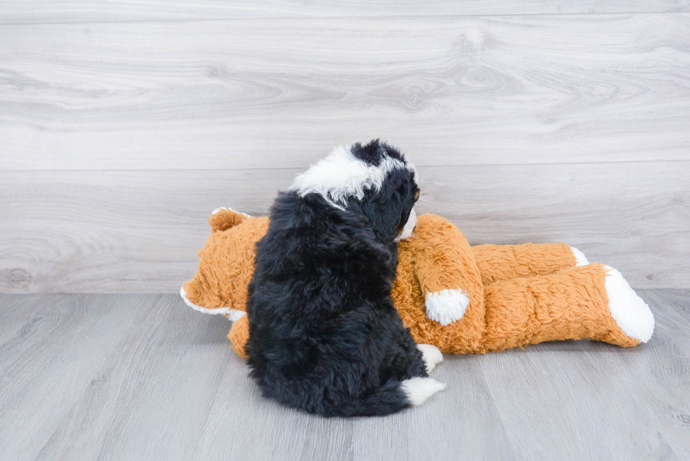 Popular Mini Bernedoodle Poodle Mix Pup