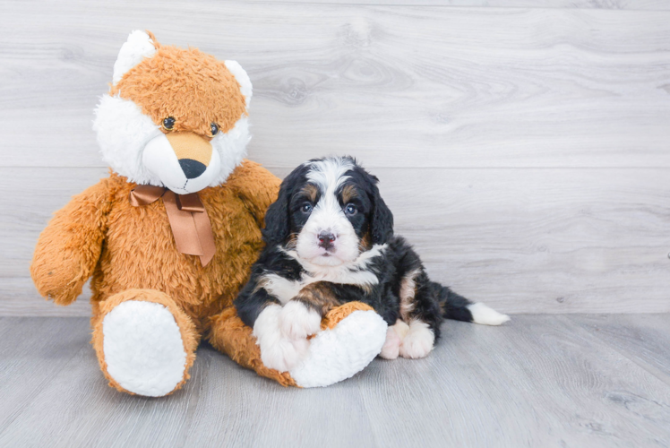 Best Mini Bernedoodle Baby