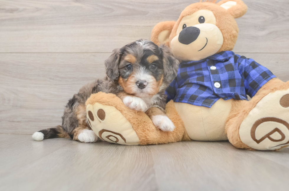 5 week old Mini Bernedoodle Puppy For Sale - Premier Pups