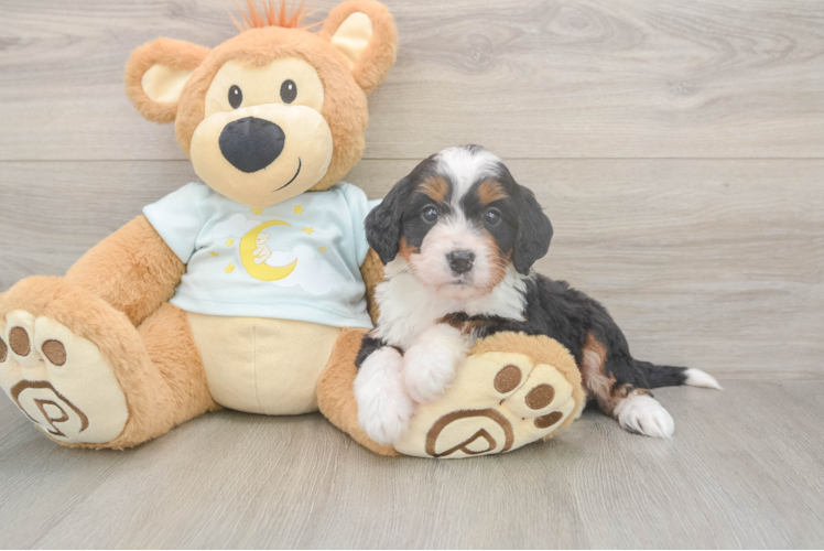 Small Mini Bernedoodle Baby