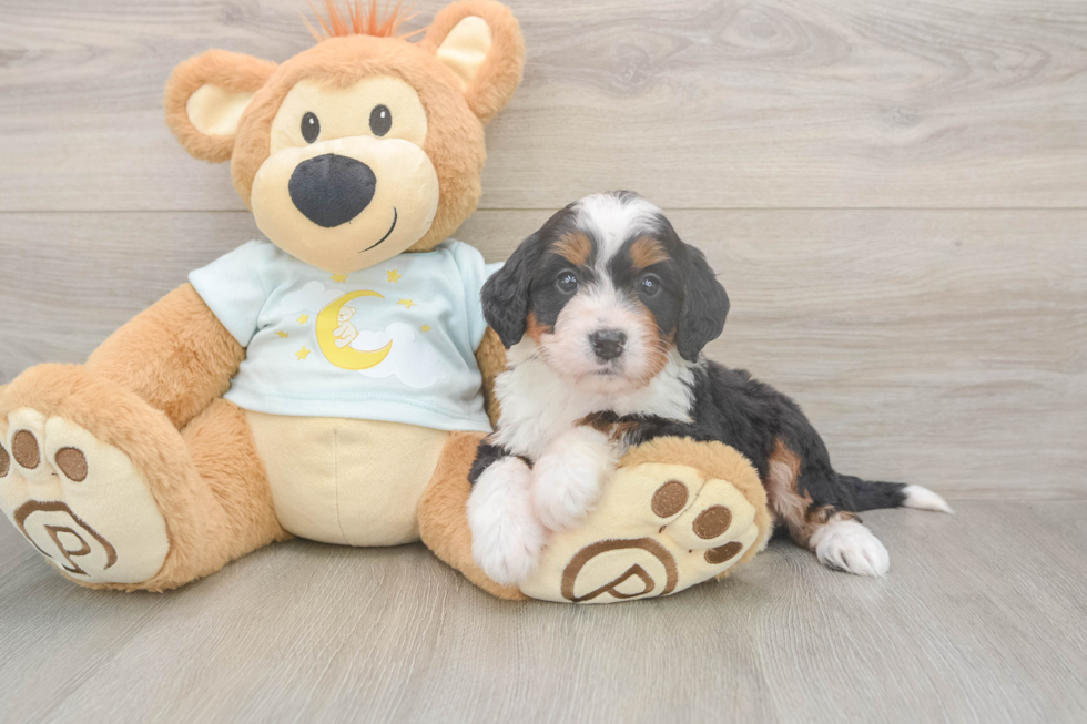 Small Mini Bernedoodle Baby