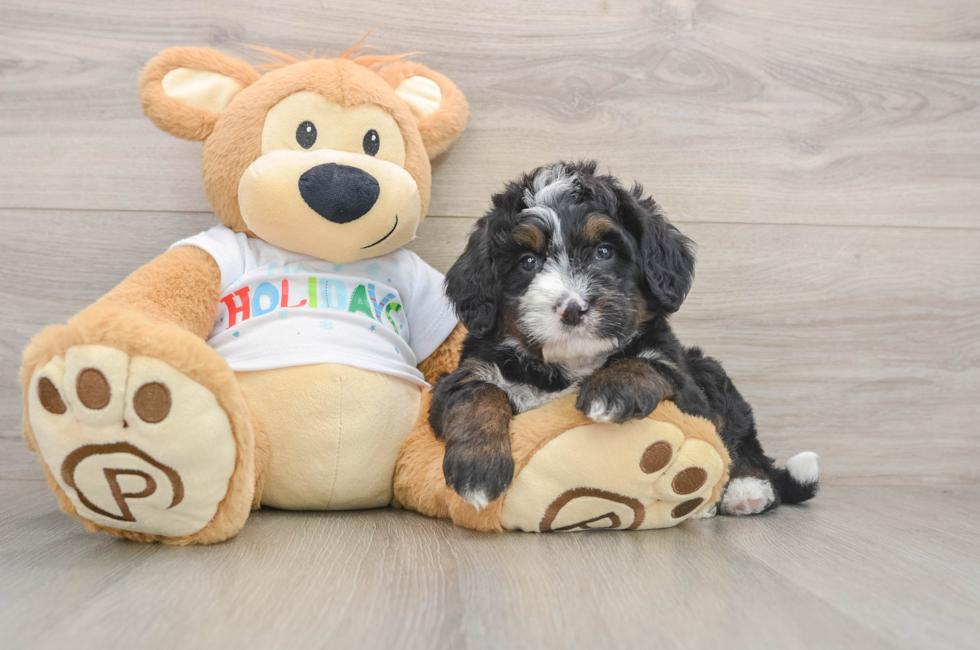 5 week old Mini Bernedoodle Puppy For Sale - Premier Pups