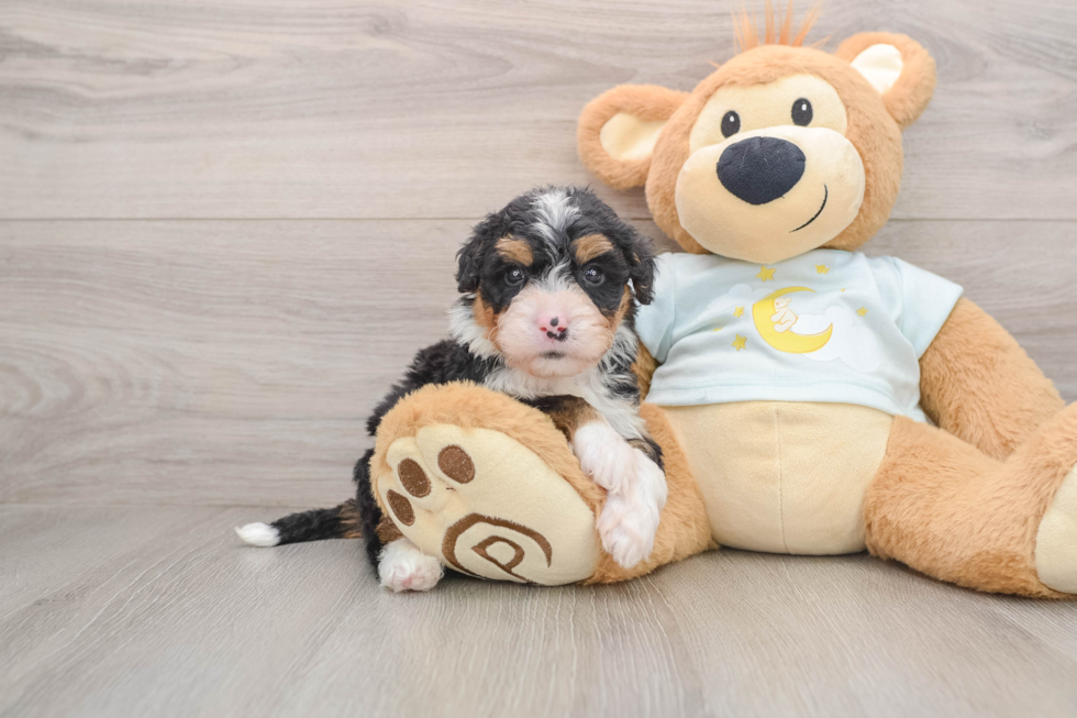 Fluffy Mini Bernedoodle Poodle Mix Pup