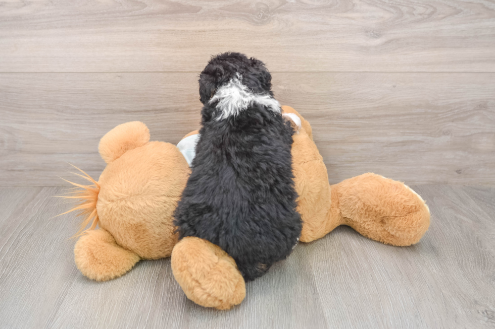 Best Mini Bernedoodle Baby