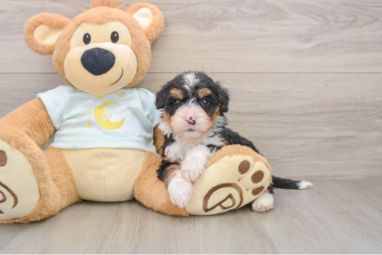 Small Mini Bernedoodle Baby
