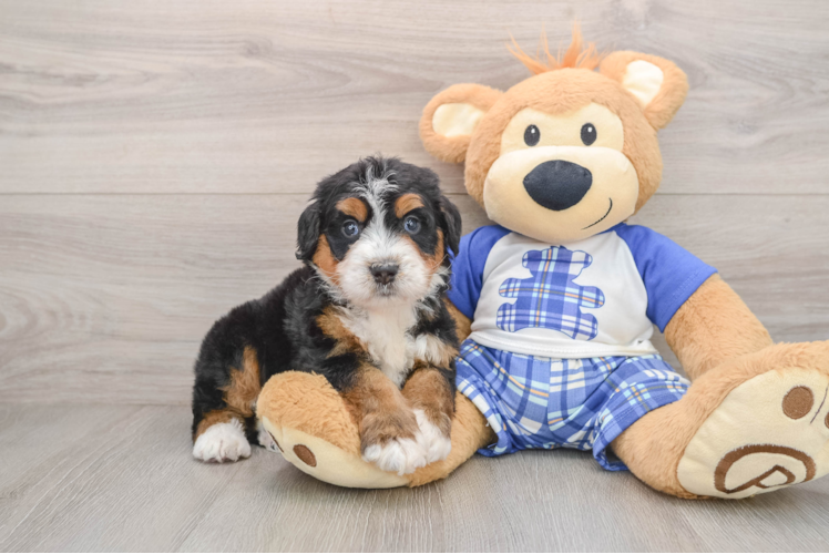 Funny Mini Bernedoodle Poodle Mix Pup