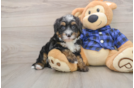 Popular Mini Bernedoodle Poodle Mix Pup
