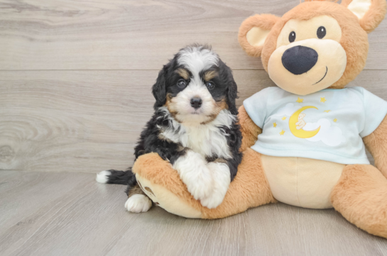 Playful Mini Bernepoo Poodle Mix Puppy